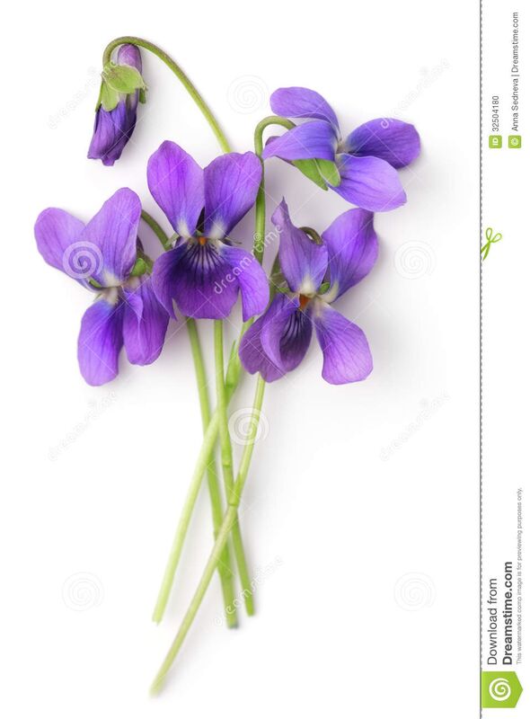 Violets Violets