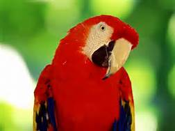 Foul Mouth Parrot Foul Mouth Parrot