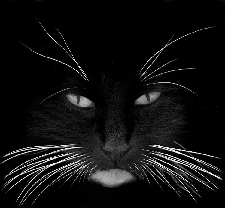 Whiskers of the Cat Whiskers of the Cat