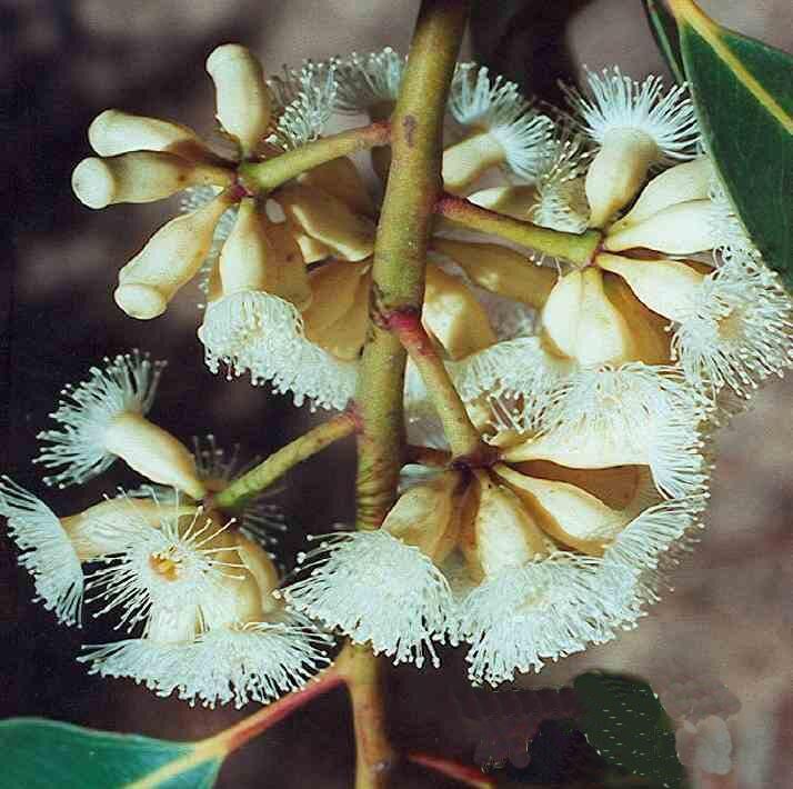 A BARREN BEAUTY A BARREN BEAUTY