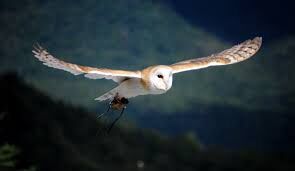 Snowy Owl Snowy Owl