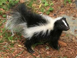 Get Rid Of That Damn Skunk! Get Rid Of That Damn Skunk!