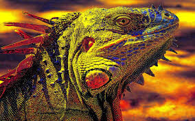 " IGUANA " " IGUANA "