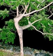 YA CANT SEE THE WOOD !?X YA CANT SEE THE WOOD !?X