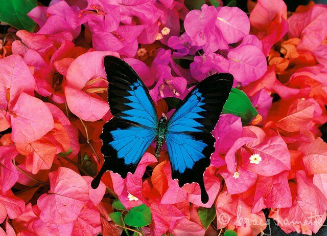 Wings of Peace Wings of Peace