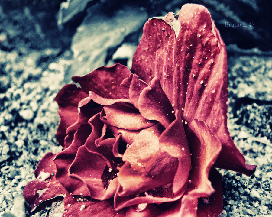 Death of a Rose.... Death of a Rose....