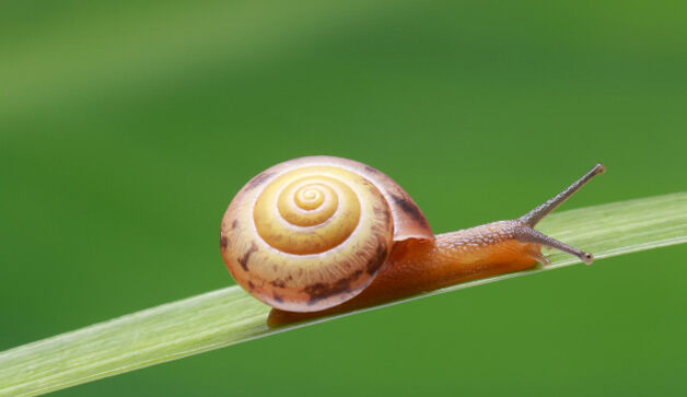 Poem Escargot Poem Escargot