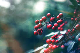 Fruits of the Trees Fruits of the Trees