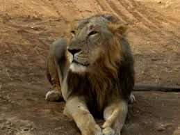 Lion under umbrella Lion under umbrella