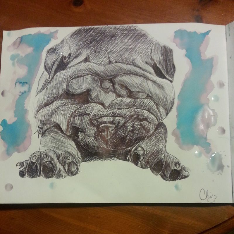 Shar-Pei