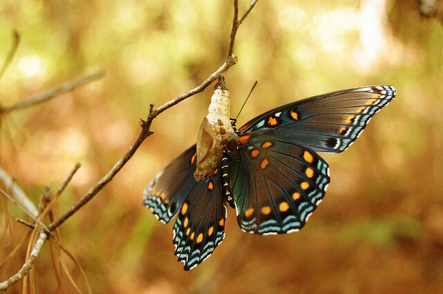 Birth of the butterfly