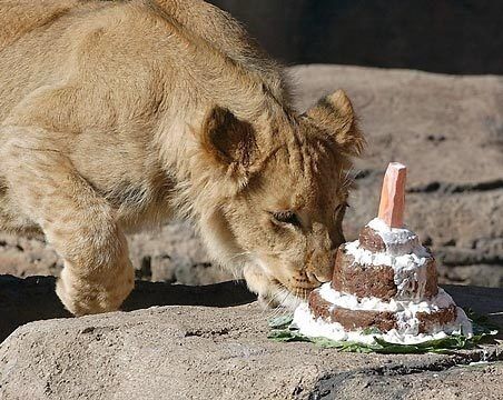 Cake