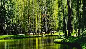 Willows Willows