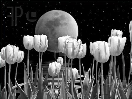 Moonsong Moonsong