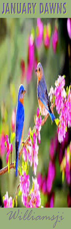 JANUARY DAWNS: DAY 11, WILLIAMSJI MAVELI WRITES, " WE MADE OUR OWN SPRING" JANUARY DAWNS: DAY 11, WILLIAMSJI MAVELI WRITES, " WE MADE OUR OWN SPRING"