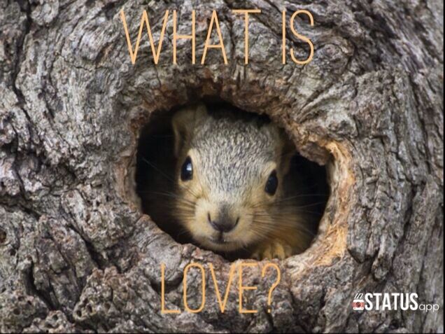 "What Is Love?" "What Is Love?"