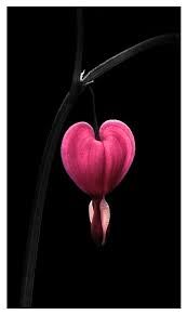 " INEXPLICABLE " (the heart landing) " INEXPLICABLE " (the heart landing)