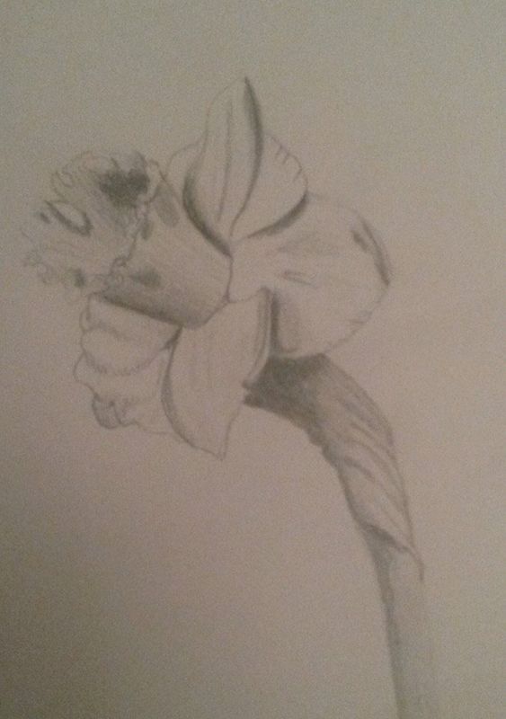 Lone daffodil