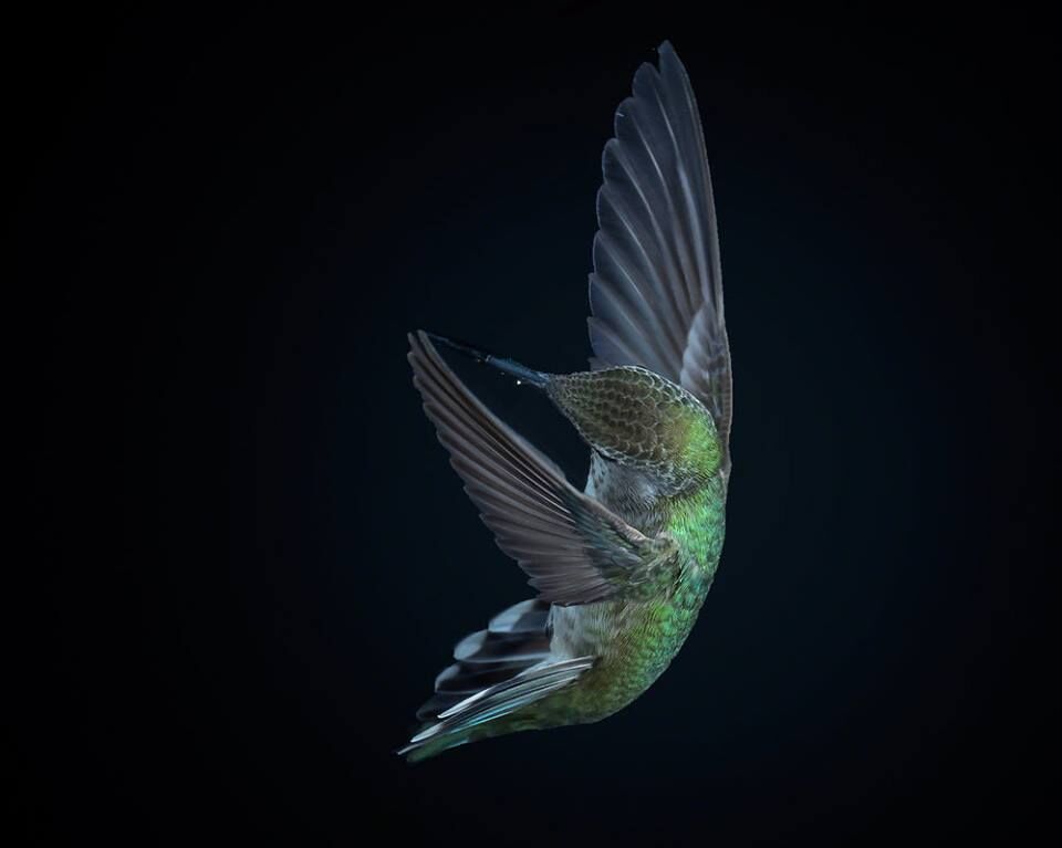 Hummingbird