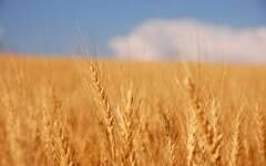 The Wheatfields The Wheatfields