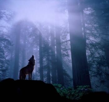 Howling At The Moon Howling At The Moon