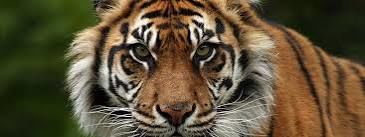 Return to the wilds Return to the wilds