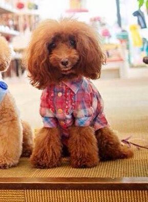 A 4 LEGGED..HELEN WORTH !?X