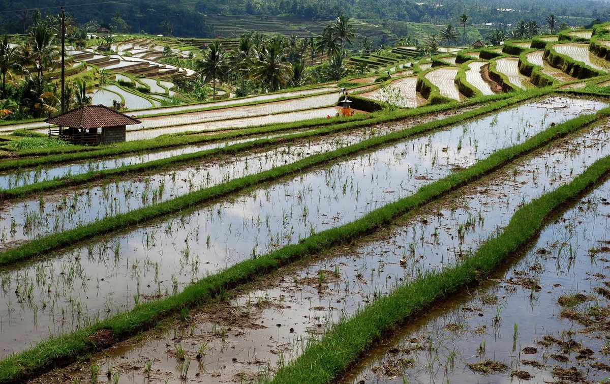 Fields of Bali