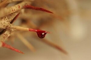 BLEEDING FOR CHRIST