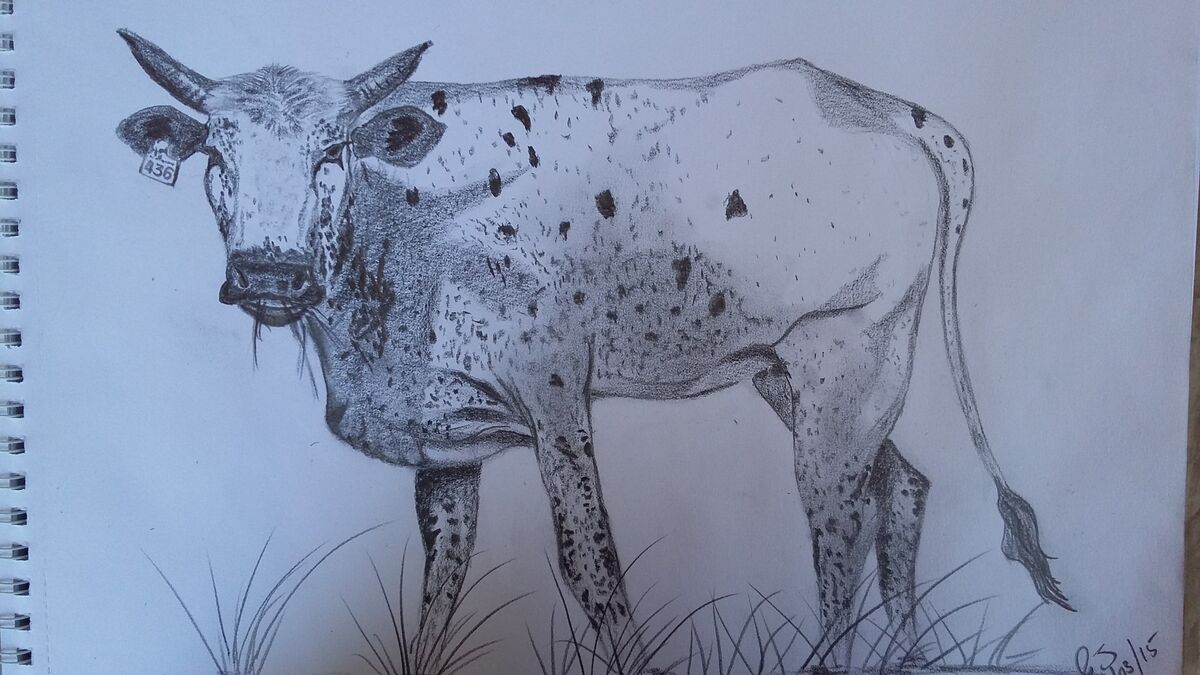 Nguni cow