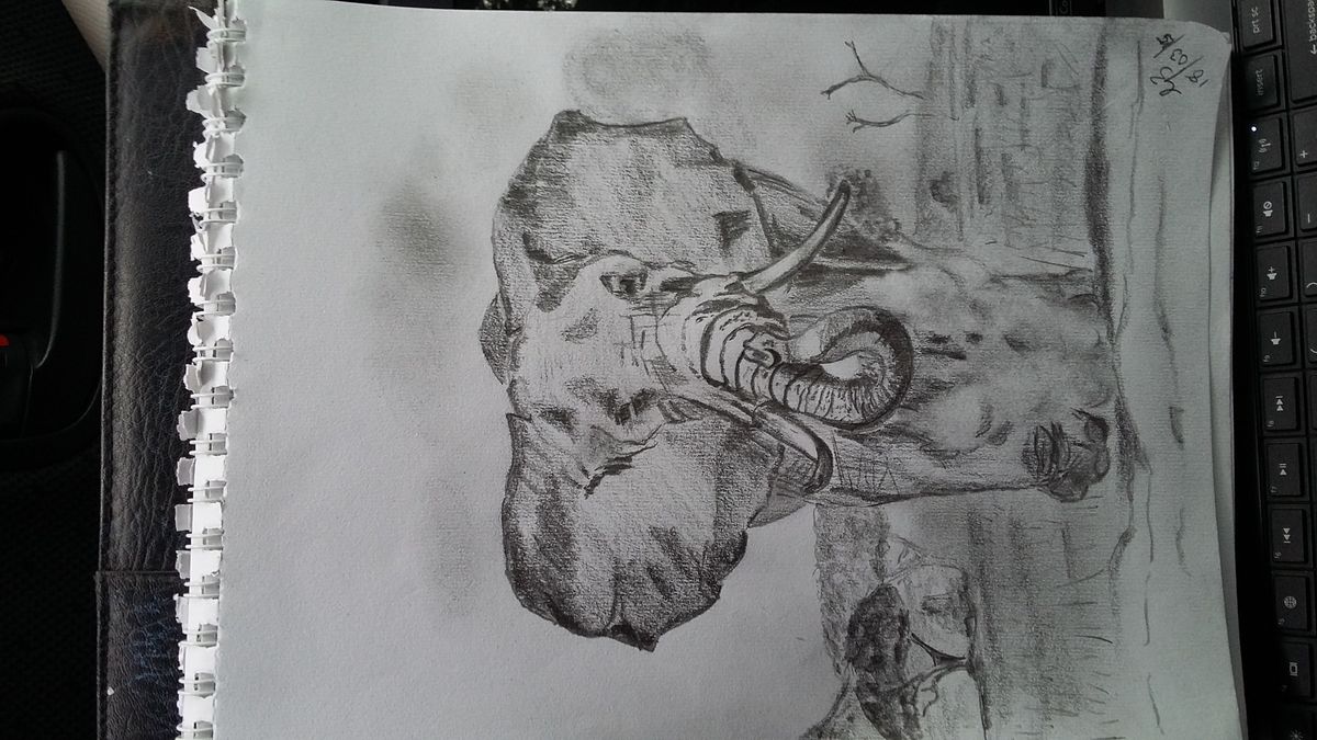 Elephant charging