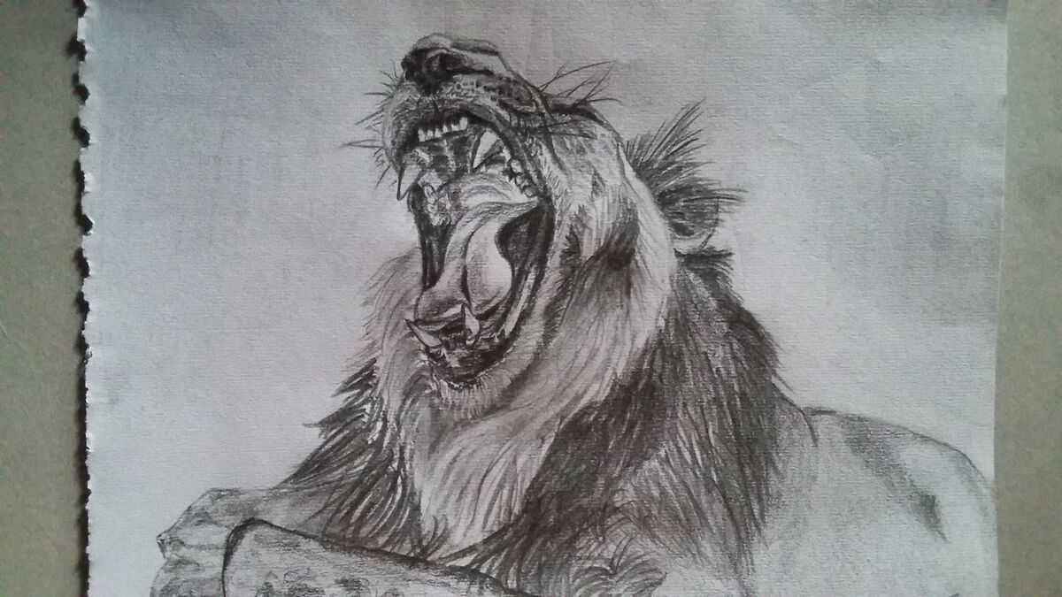 Lazy Lion
