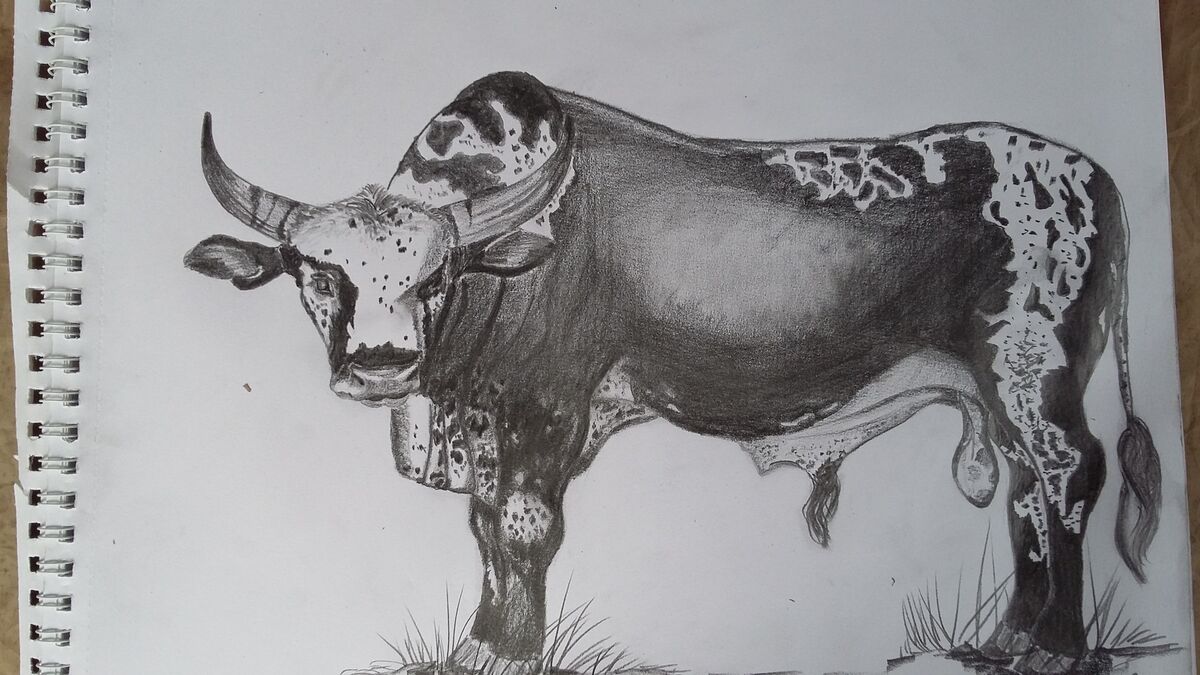 Nguni bull