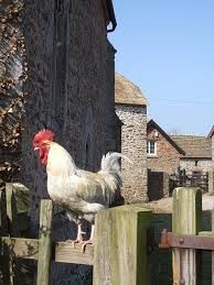 Cock hungry Cock hungry