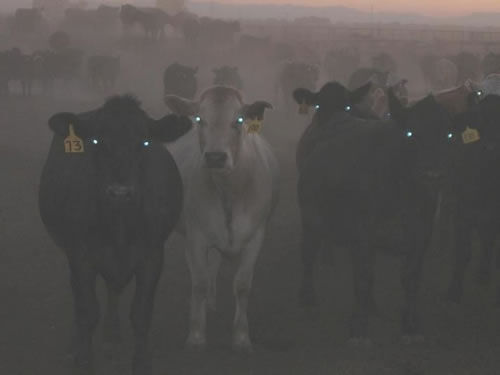 BLACK COW