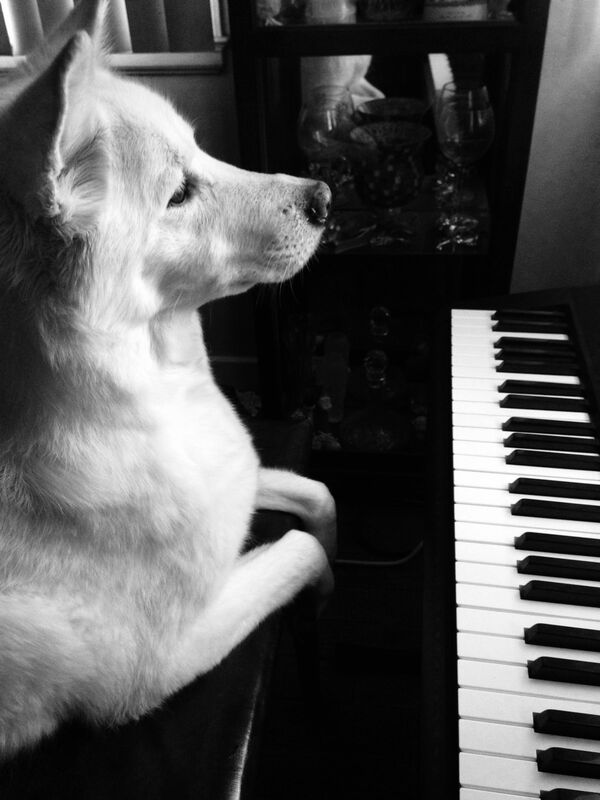 piano dog