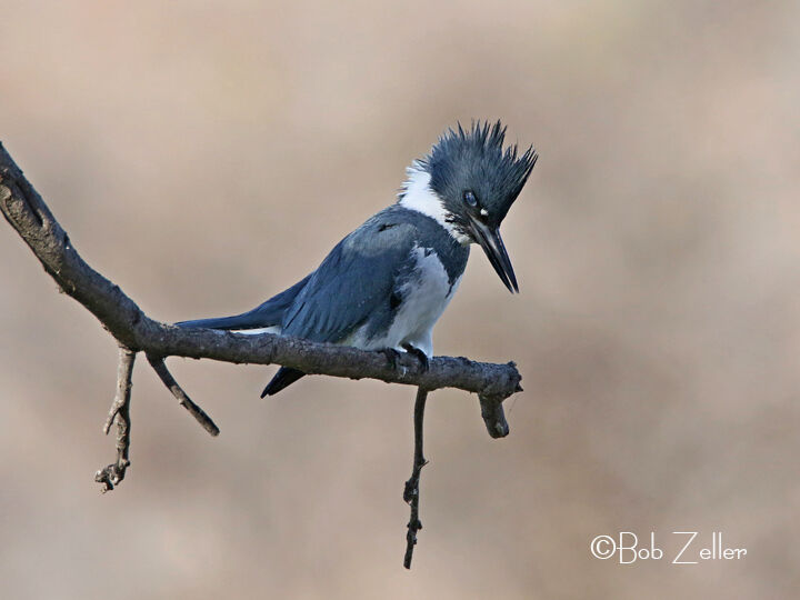 Kingfisher Takes Heed