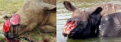 SPEAKING RHINO 