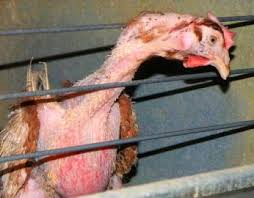 CHICKEN LIFE