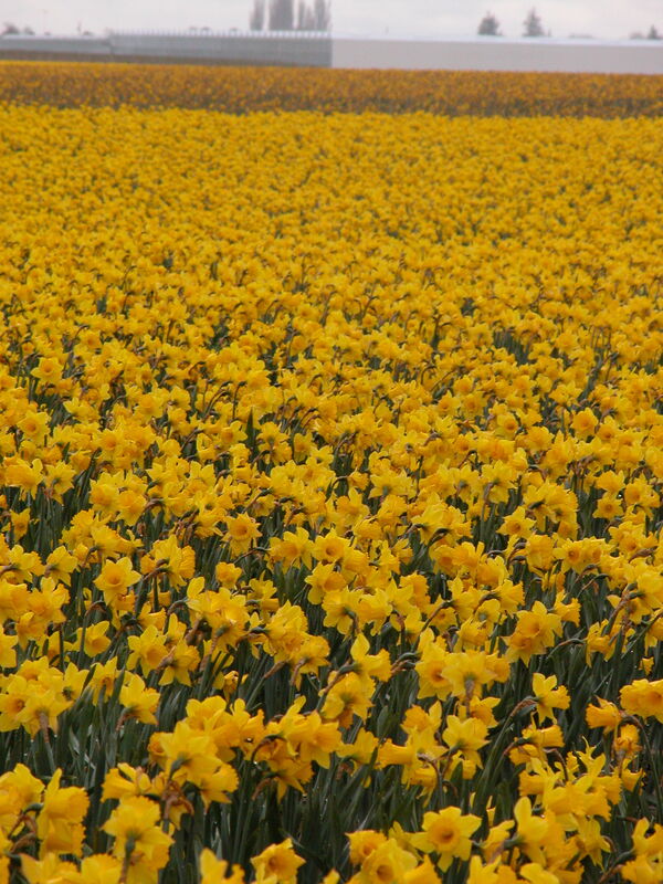 “Field of dreams” “Field of dreams”
