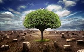 NOT JUST A TREE
