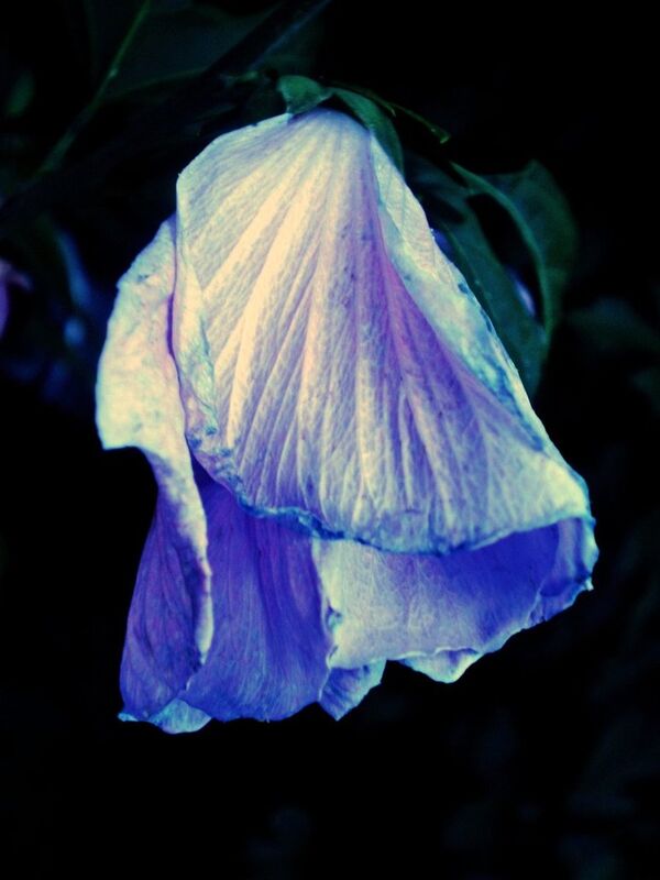 RUSSIAN FLOWER RUSSIAN FLOWER