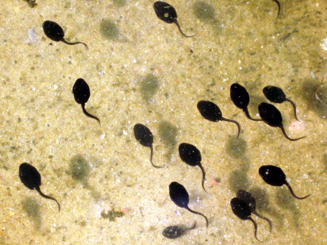 A TADPOLE IS SOMETHING TO BE A TADPOLE IS SOMETHING TO BE
