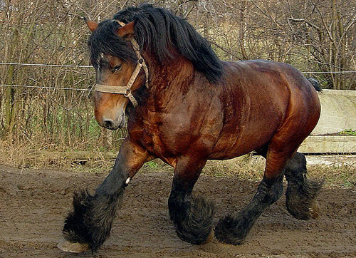 BELGIAN HORSE BELGIAN HORSE