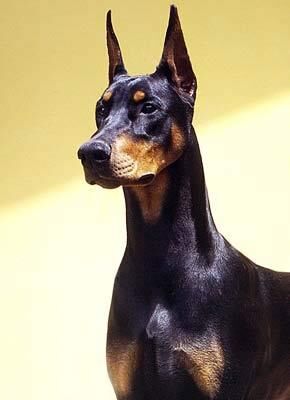You Killed The Wrong Doberman You Killed The Wrong Doberman