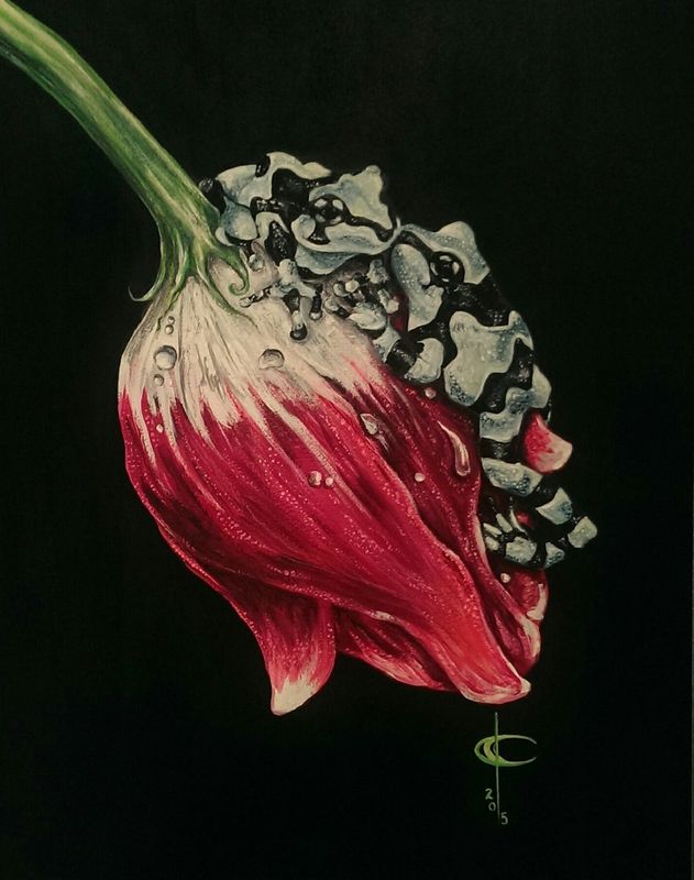 For the Love of Frogs