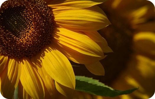 Where are you sunflower 向日葵 (a poem for Brenda) Where are you sunflower 向日葵 (a poem for Brenda)