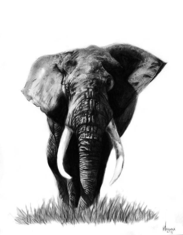 African Elephant