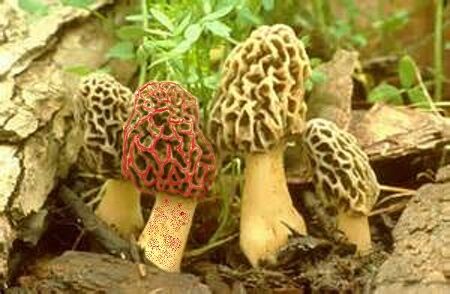 FALSE MOREL