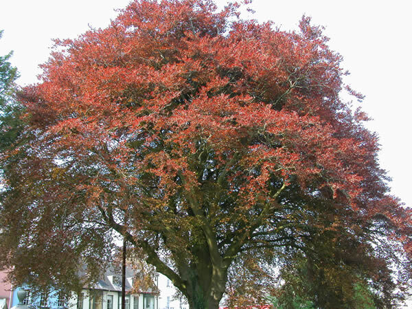 Turning vermillion Turning vermillion